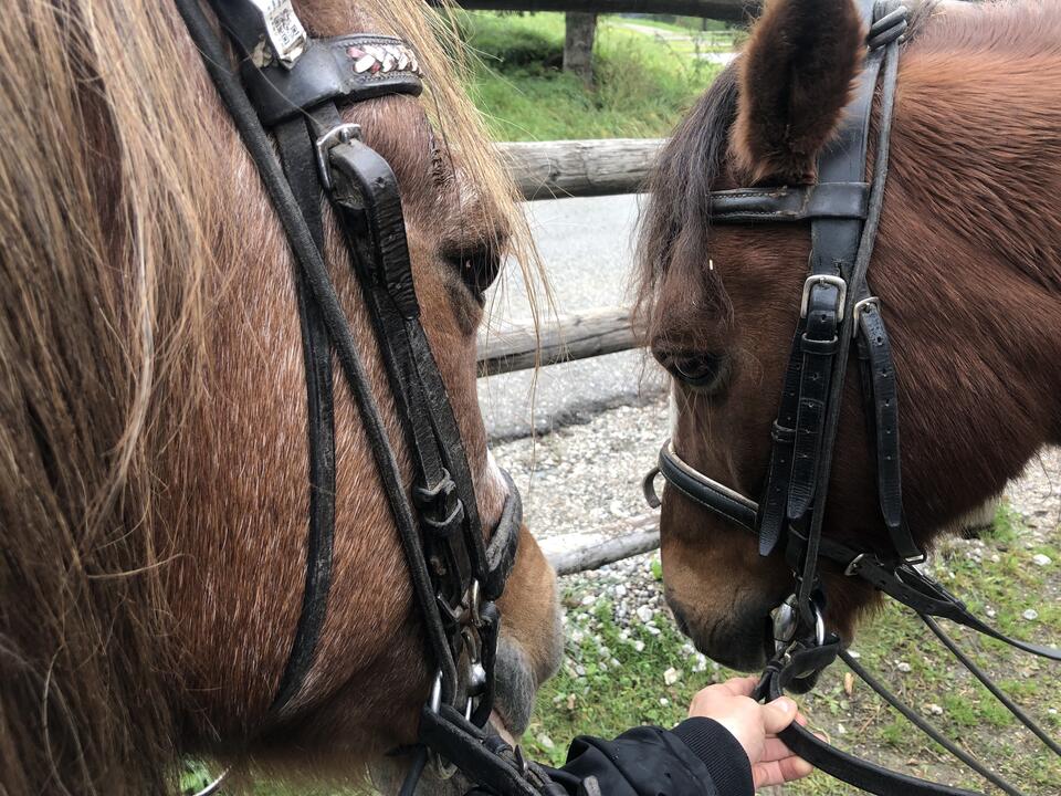 horse riding on holiday in the Zillertal