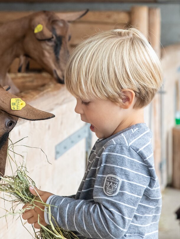 boy feeds goat