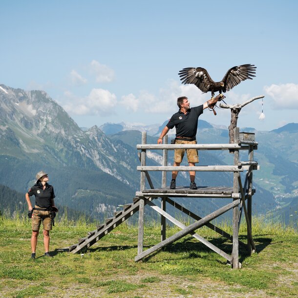 bird of prey show in the Zillertal Holiday