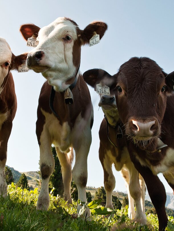 alpine cows on a hiking holiday in Zillertal