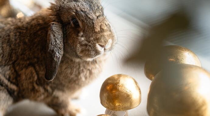 Schneekarhütte in the Ziller valley